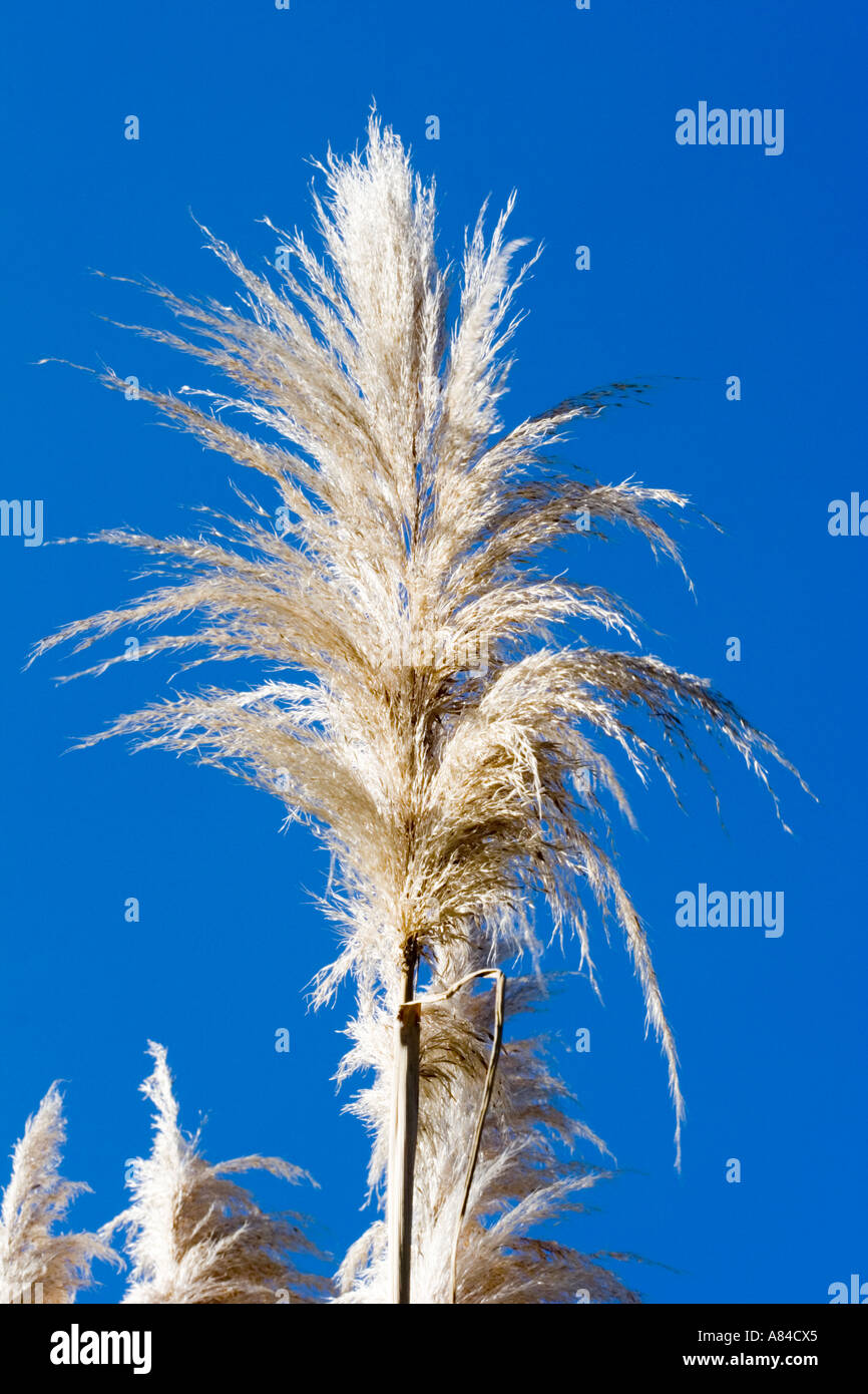 Pampas grass growing outside hires stock photography and images Alamy