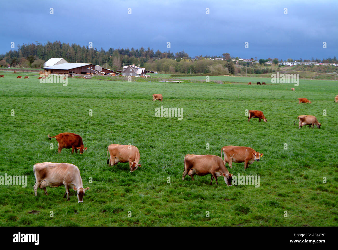 Brown Swiss cattle in Sequim, Washington Stock Photo Alamy