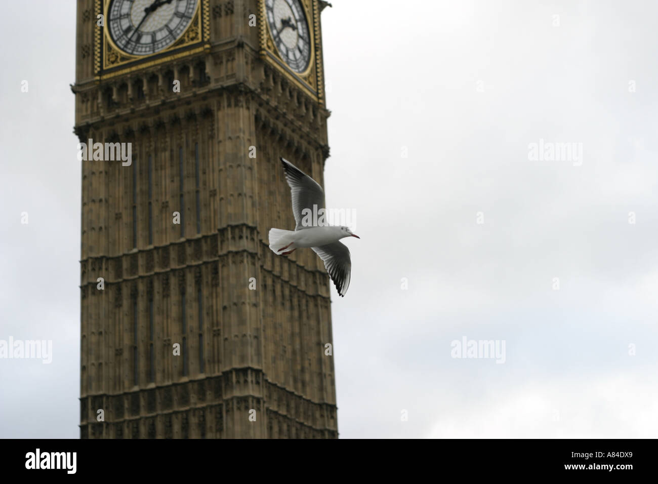 bigben bird Stock Photo
