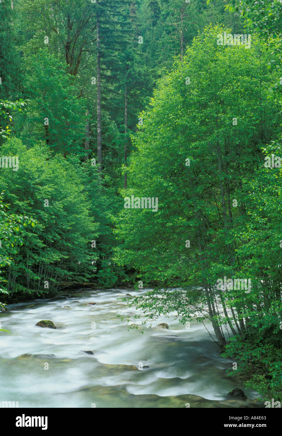 Sulpher Creek Suiattle River Road Darrington Washington Stock Photo