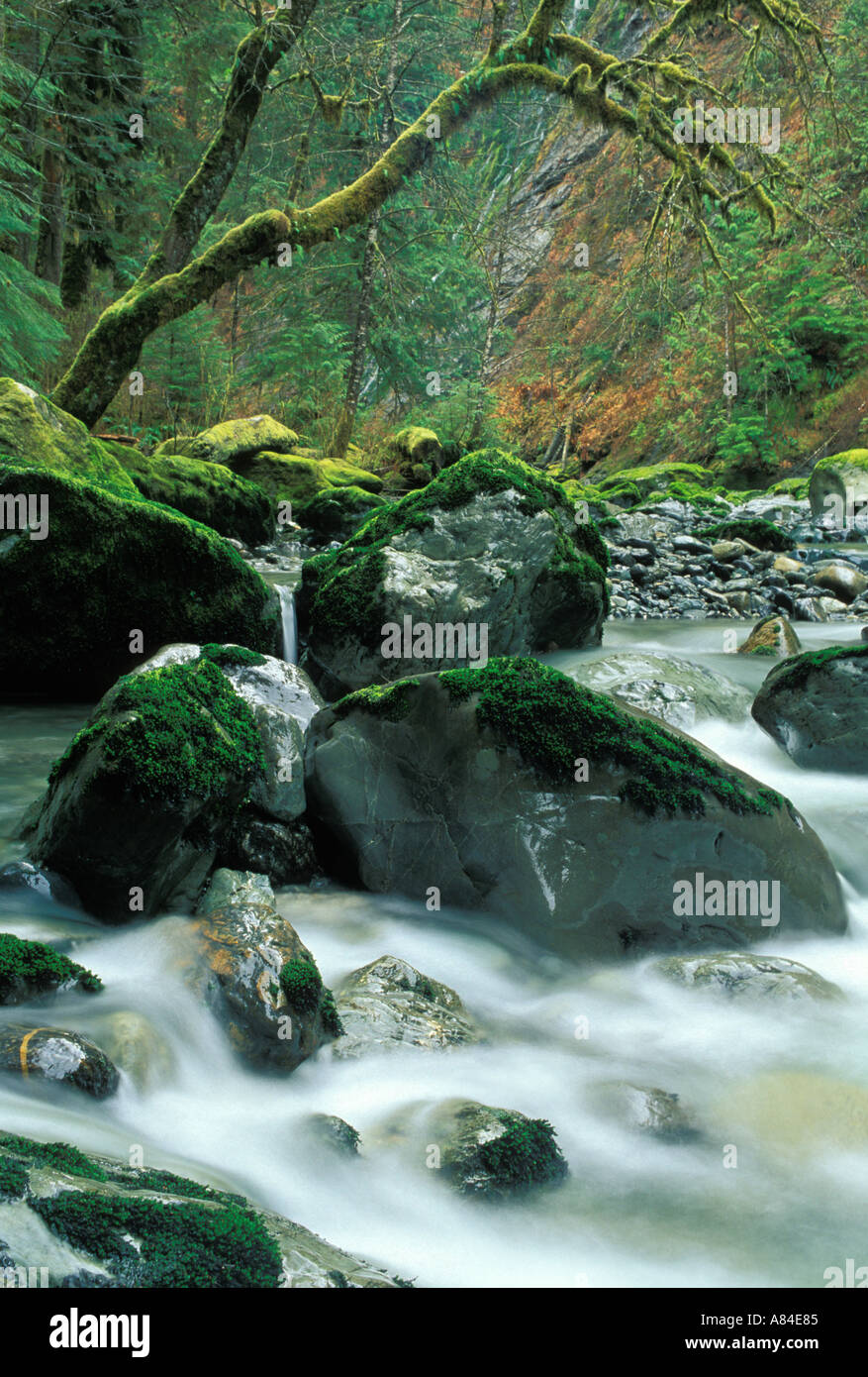 The Boulder River flows through moss covered boulders Darrington Washington Stock Photo