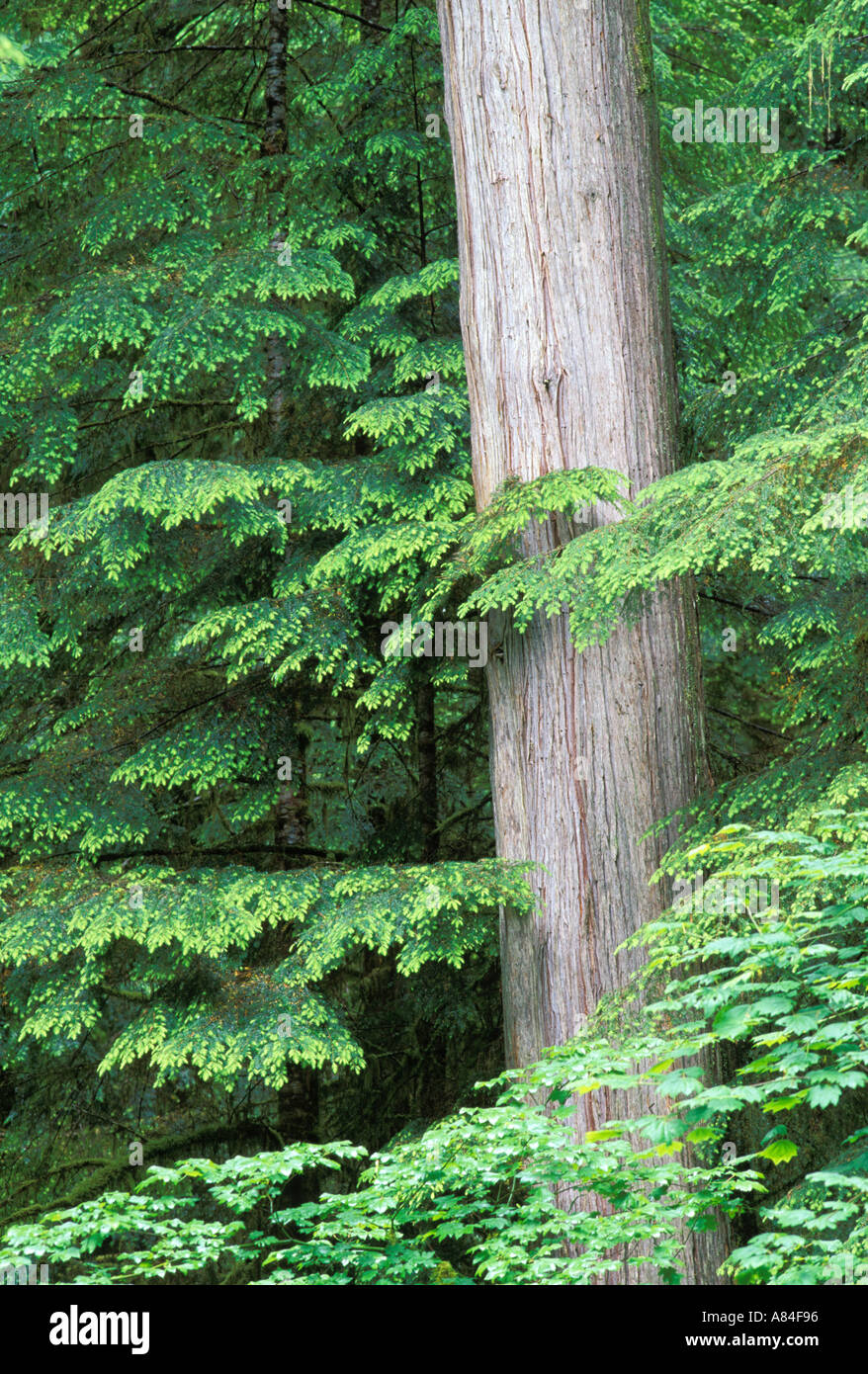 Cedar tree Cascade Mountains Washington Stock Photo