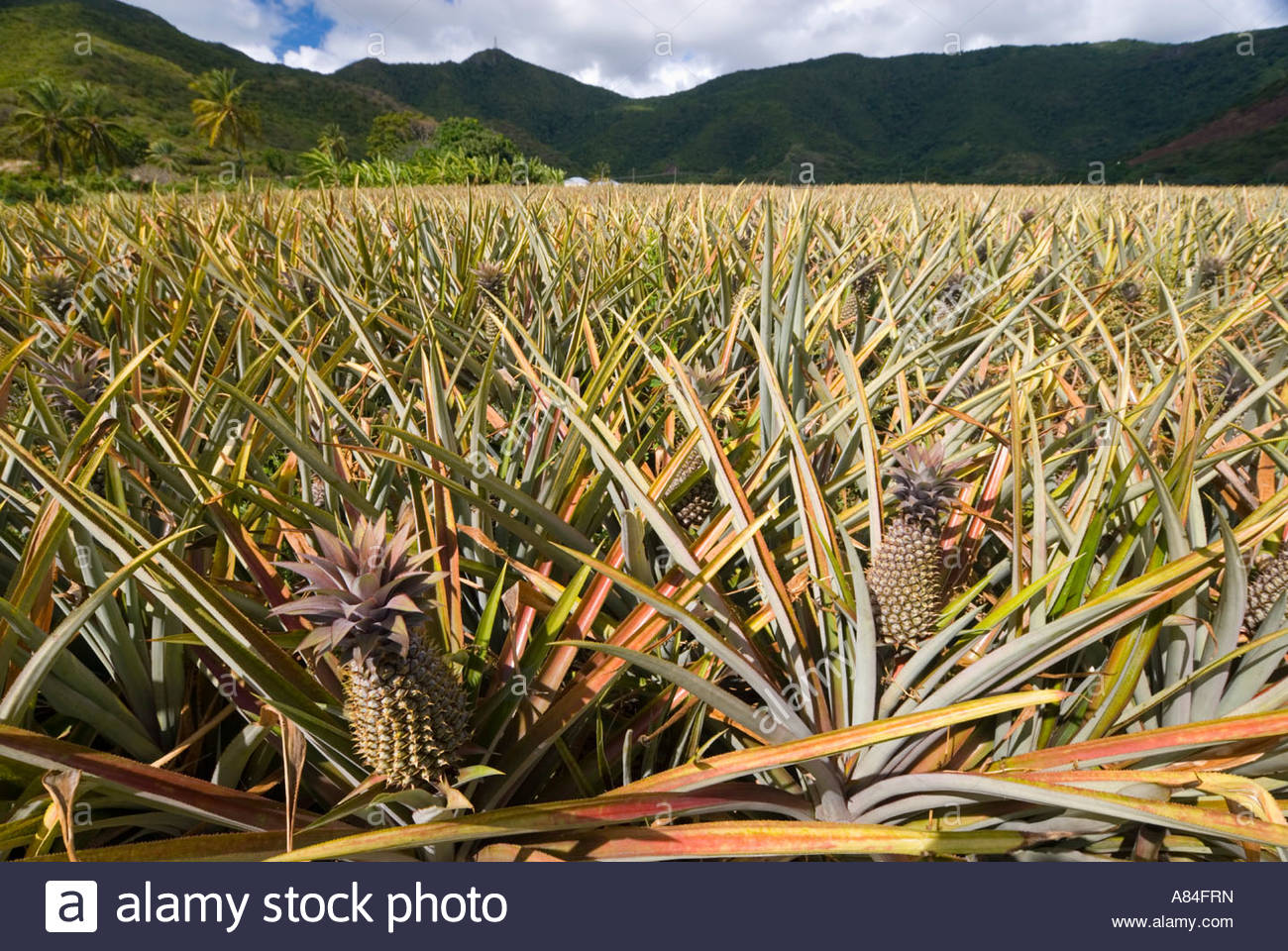Pineapple Plantation Caribbean Stock Photos & Pineapple Plantation
