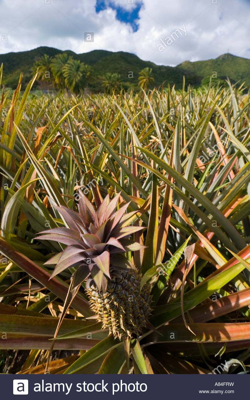 Pineapple Plantation Caribbean Stock Photos & Pineapple Plantation