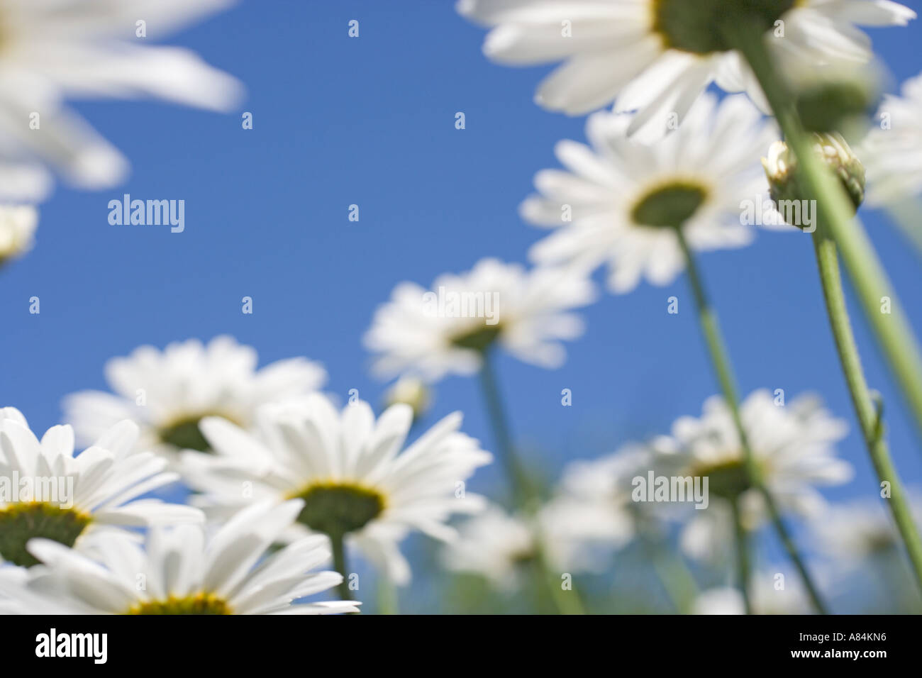 Group of Shasta Daisy Flowers from Below and Against Blue Sky Stock Photo