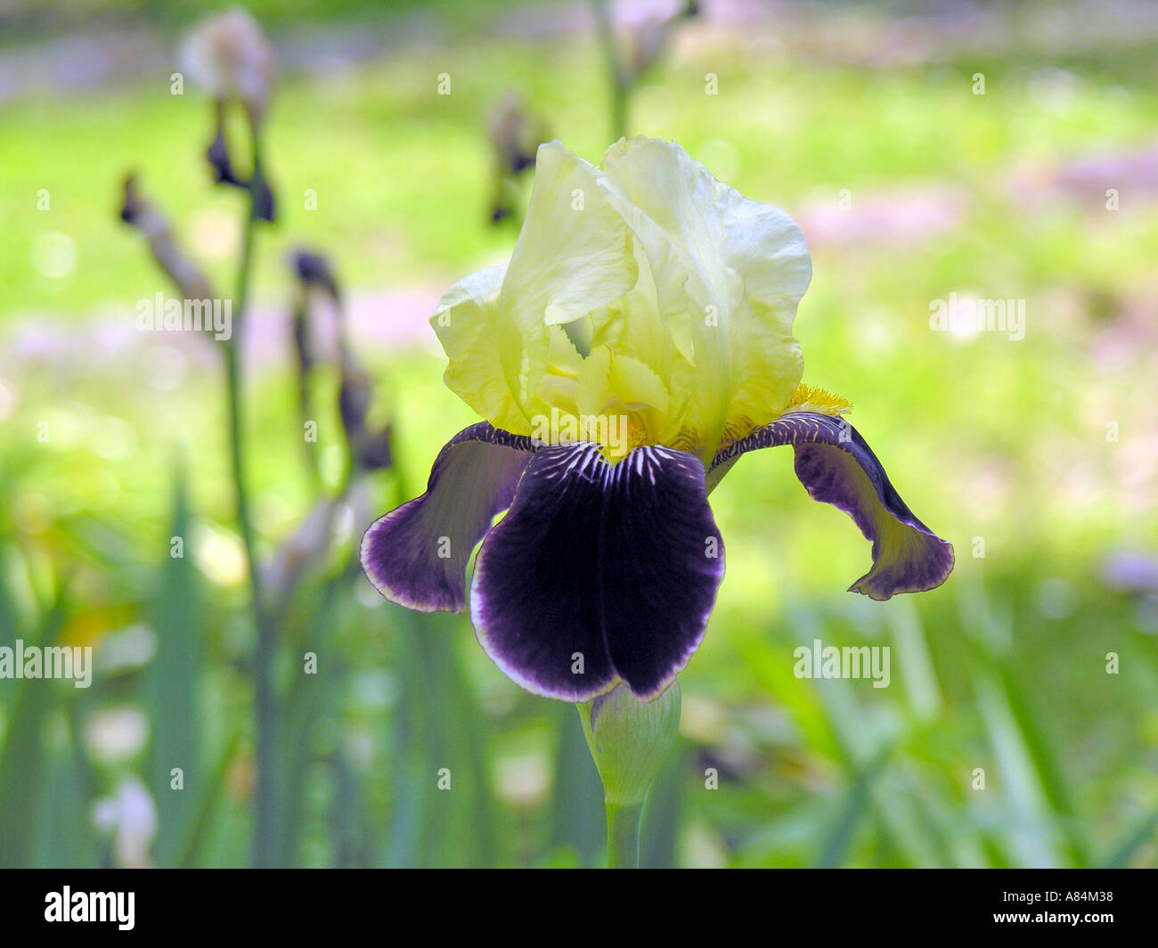 Macro shot of a bicolor Bearded Iris (Iris Germanica) with yellow and deep purple petals in a sunny Tuscan garden, Italy Stock Photo