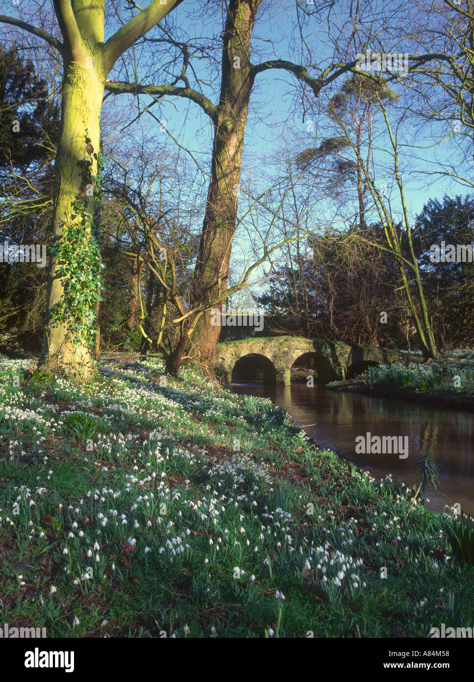 Snowdrops beside the River Stiffkey at Little Walsingham Abbey Norfolk England UK Stock Photo