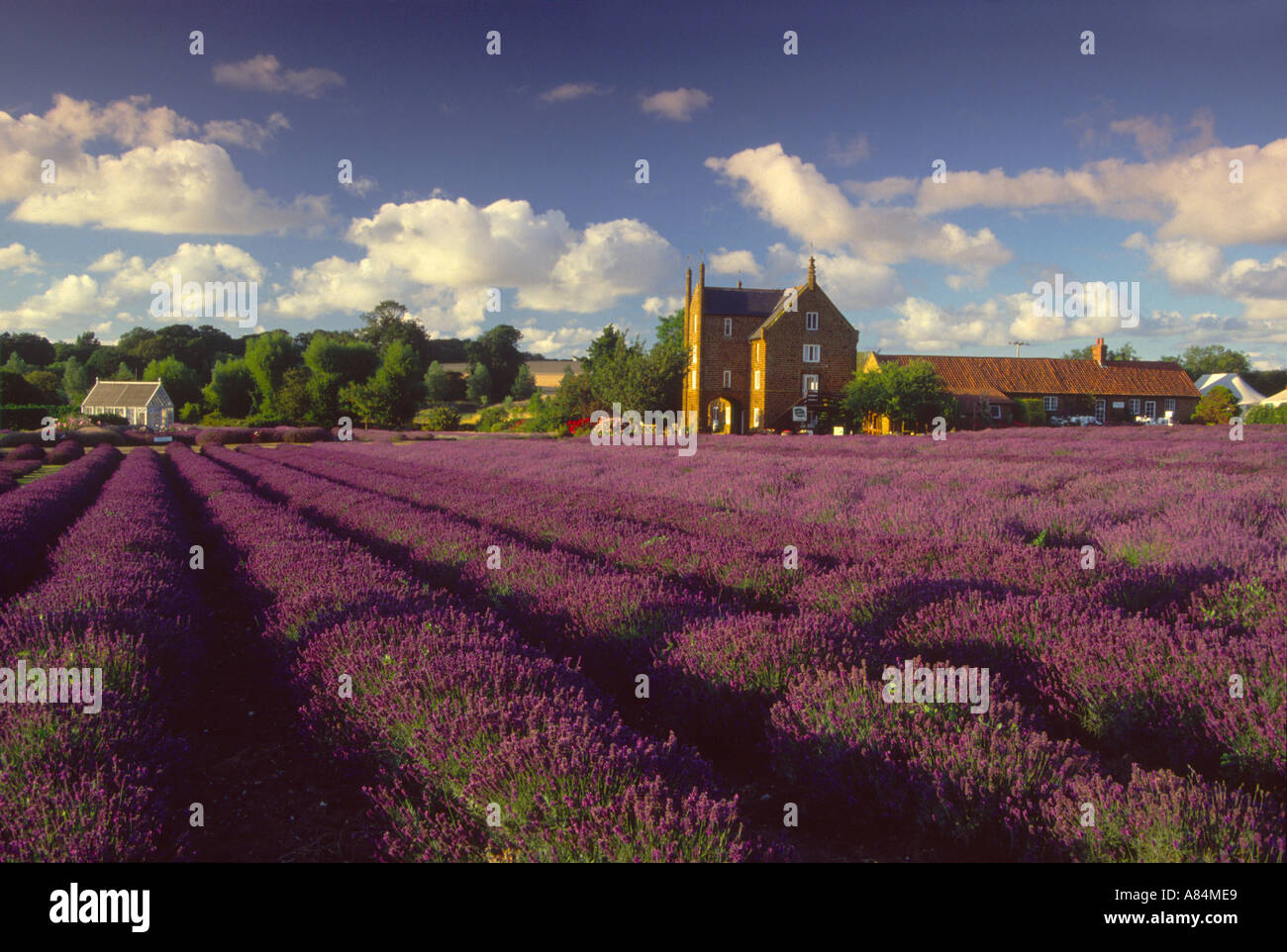 Caley Mill and Norfolk Lavender at Heacham Norfolk England UK Stock