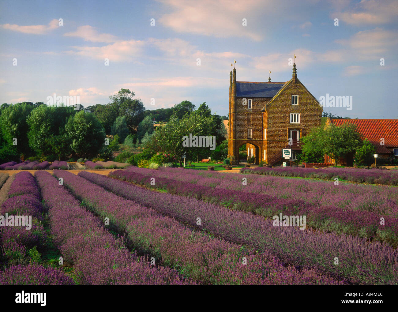 Caley Mill and Norfolk Lavender at Heacham Norfolk England UK Stock