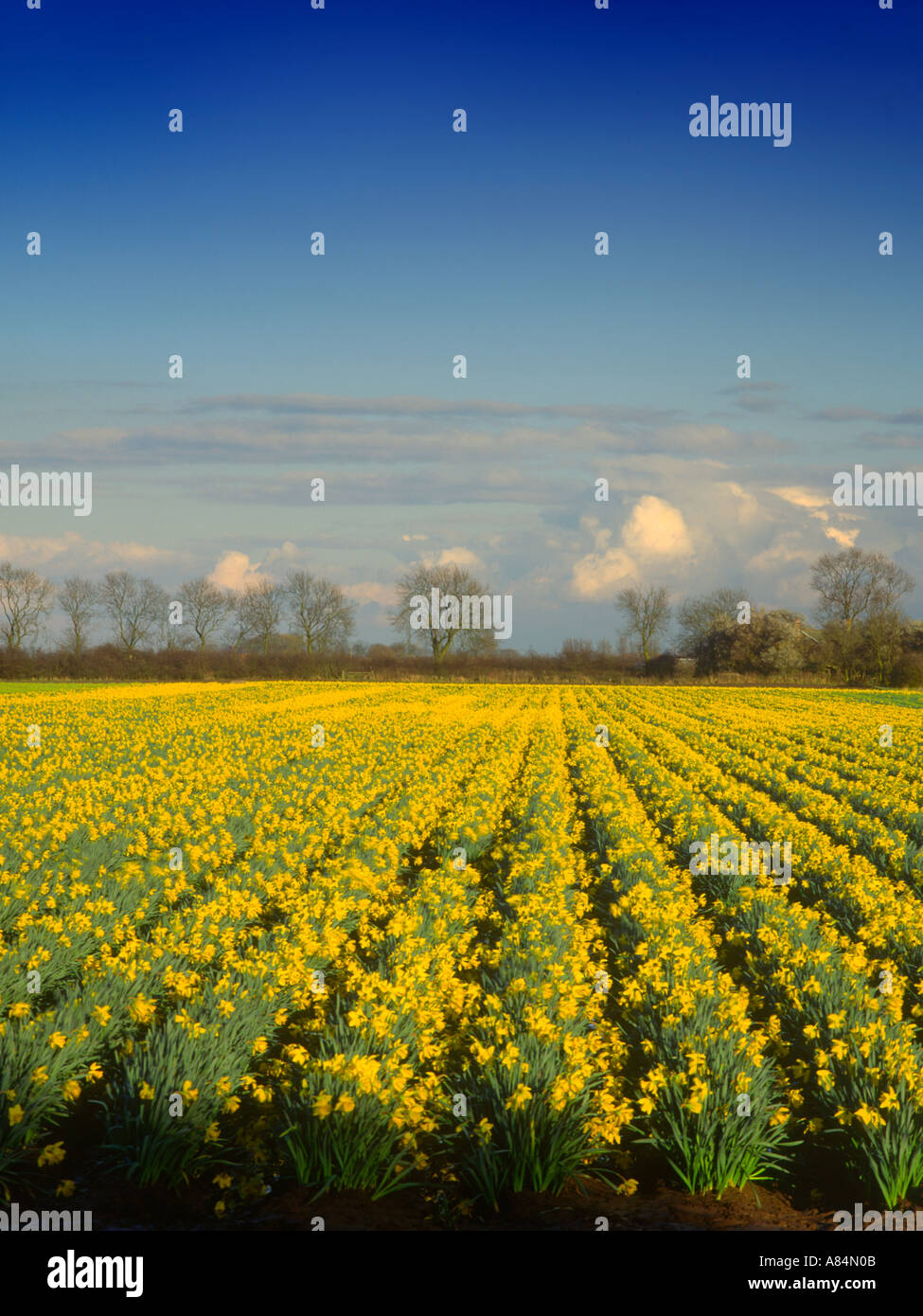 Daffodil field near Holbeach St John near Spalding in Lincolnshire Fens
