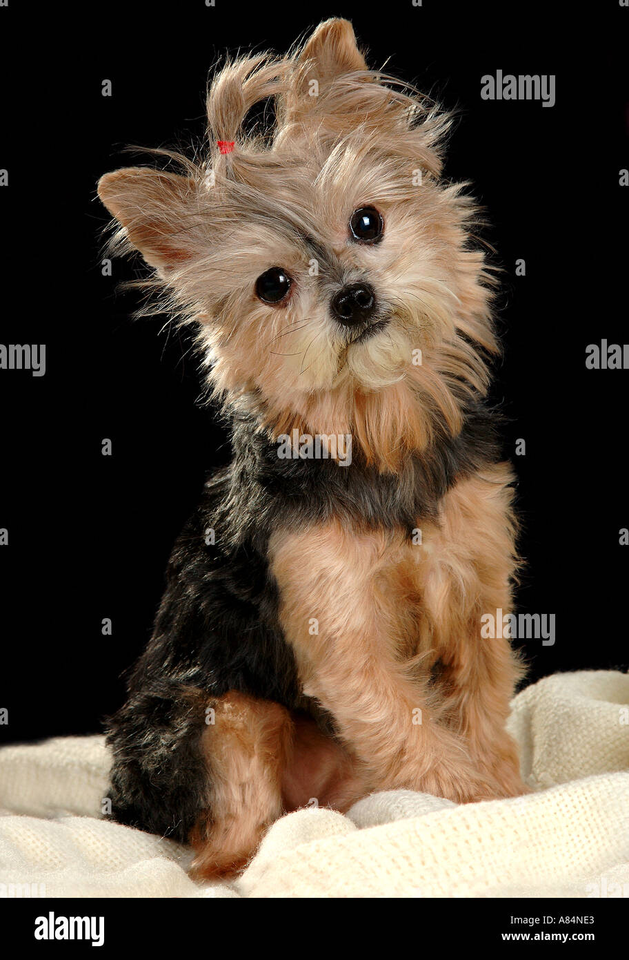 Daisy, the cutest dog around,  strikes her poses for the camera with personality. Stock Photo