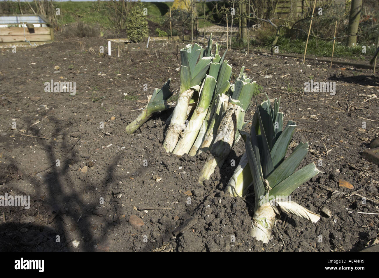 Leeks Plot garden leeks heeled in for winter storage on edge of vegetable plot ...