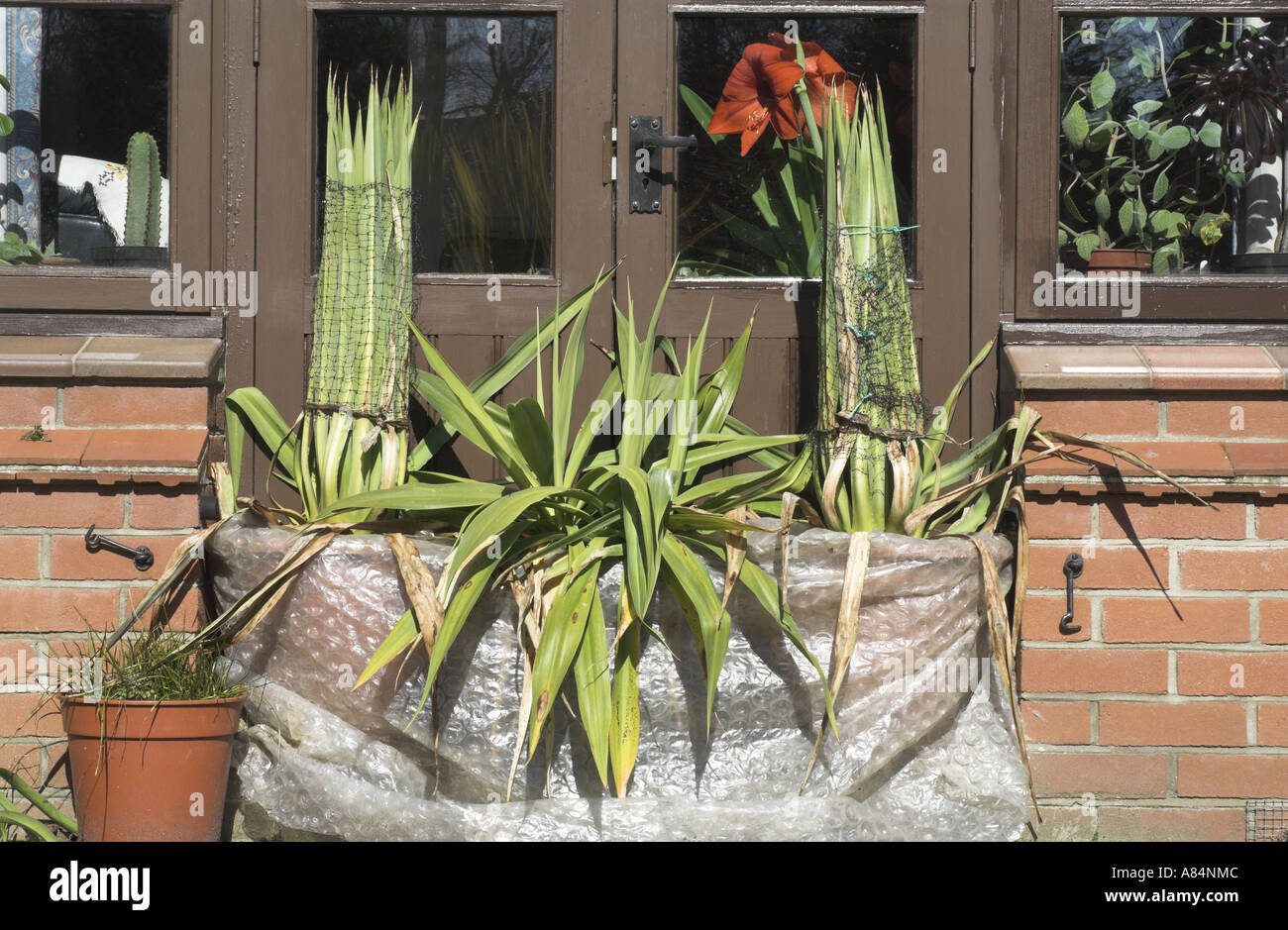 Protecting plants against frost on a patio garden Stock Photo Alamy