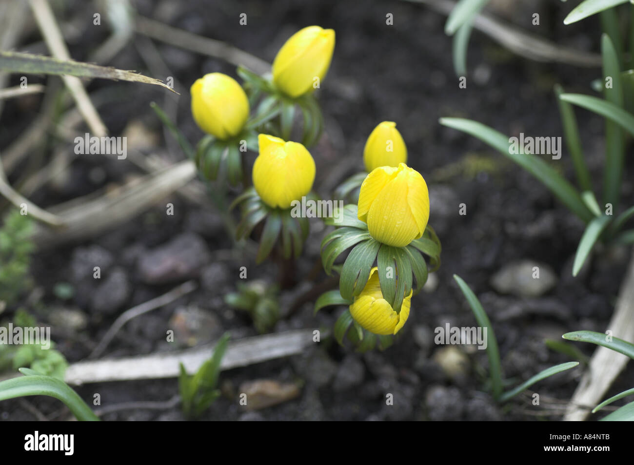 Late flowering eranthus cilicica aconite Stock Photo