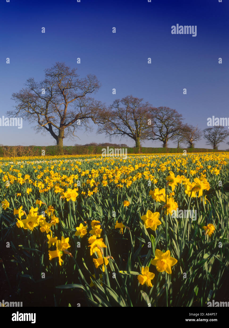 Daffodil farms hires stock photography and images Alamy