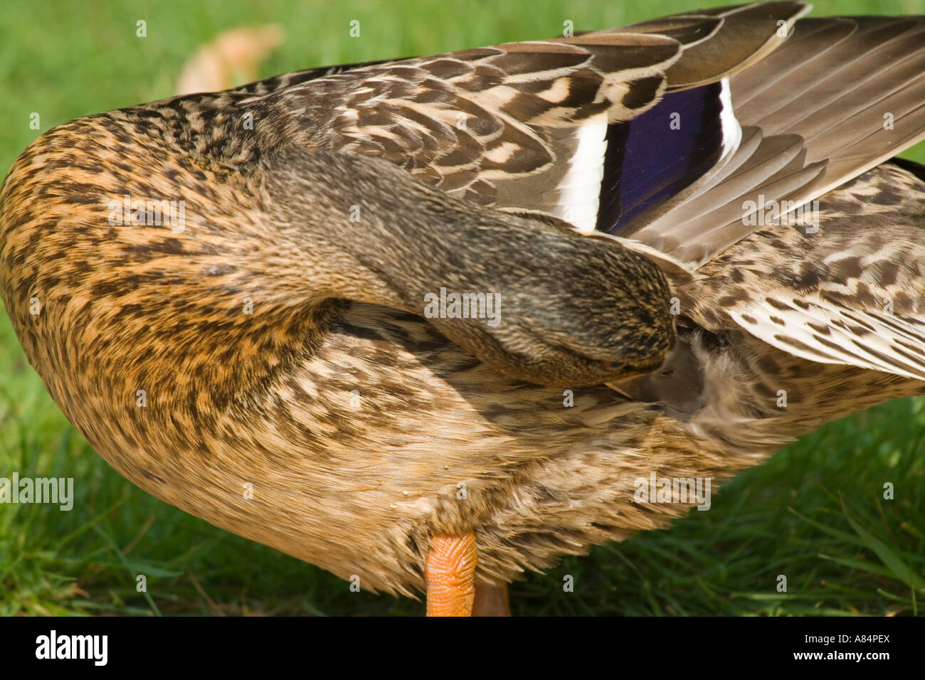 Female mallard, Anas platyrhynchos preening Stock Photo