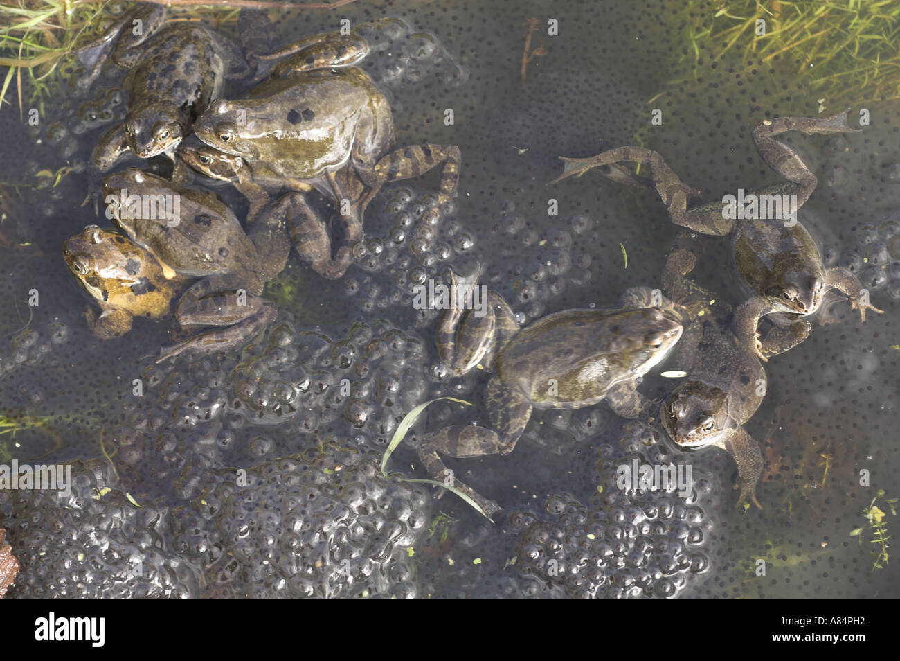 Frogs common frog rana temporaria adults in mating activity in garden ...