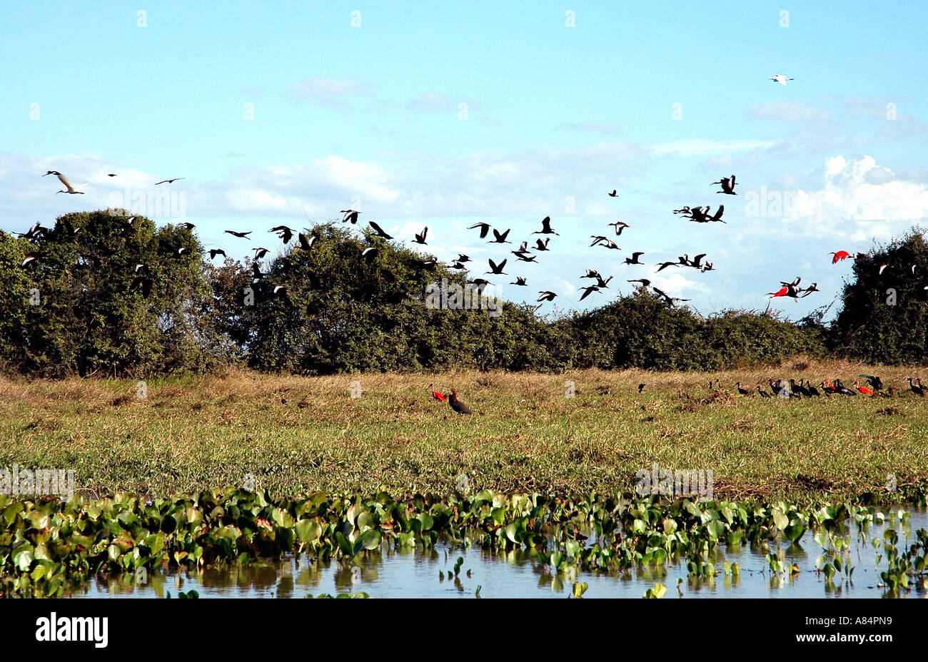 In Venezuela's Llanos landscape birdlife is extensive ranging from tiny hummingbirds to herons to the biggest waders Stock Photo