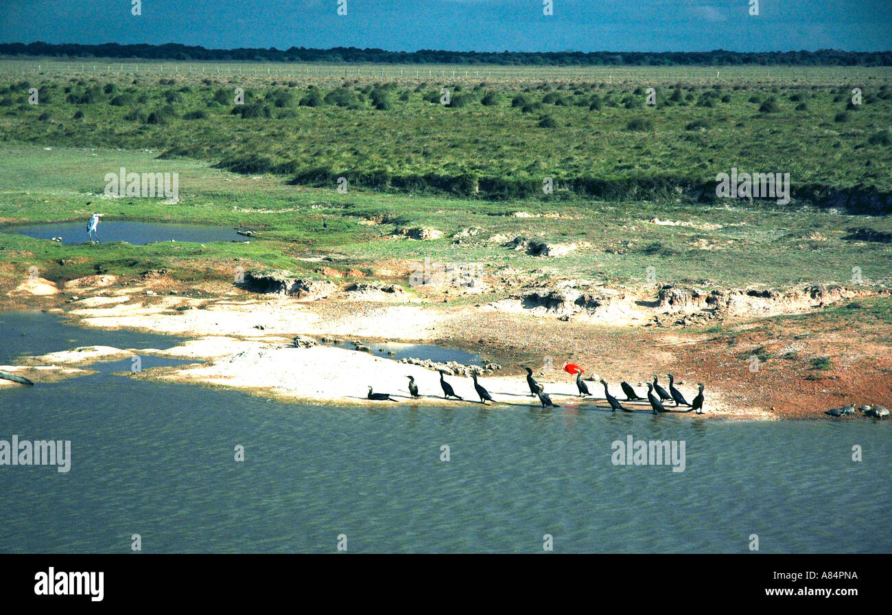 A colourful birdlife ornaments the dry season pools in Venezuela's great plains, the Llanos Stock Photo