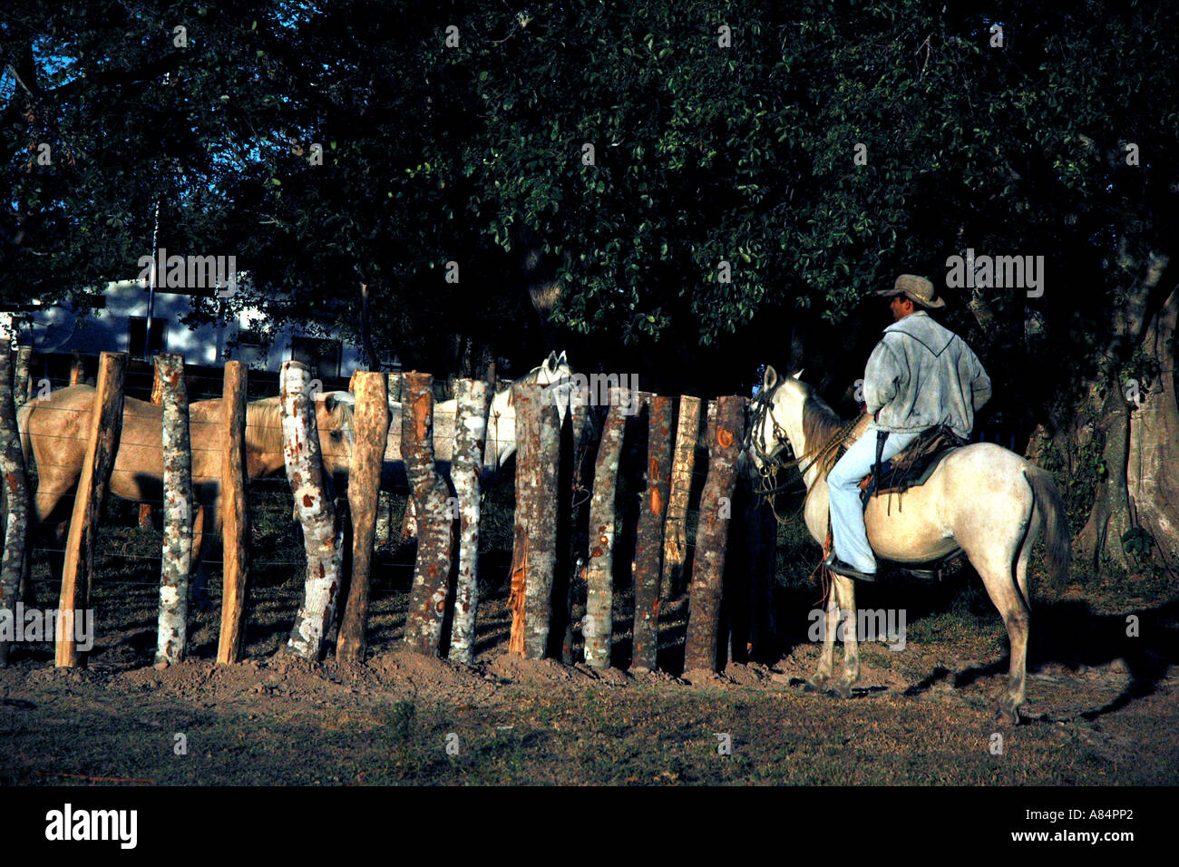 A quiet moment for a llanero, a cowboy, outside a ranch's corral in Venezuela's Llanos Stock Photo