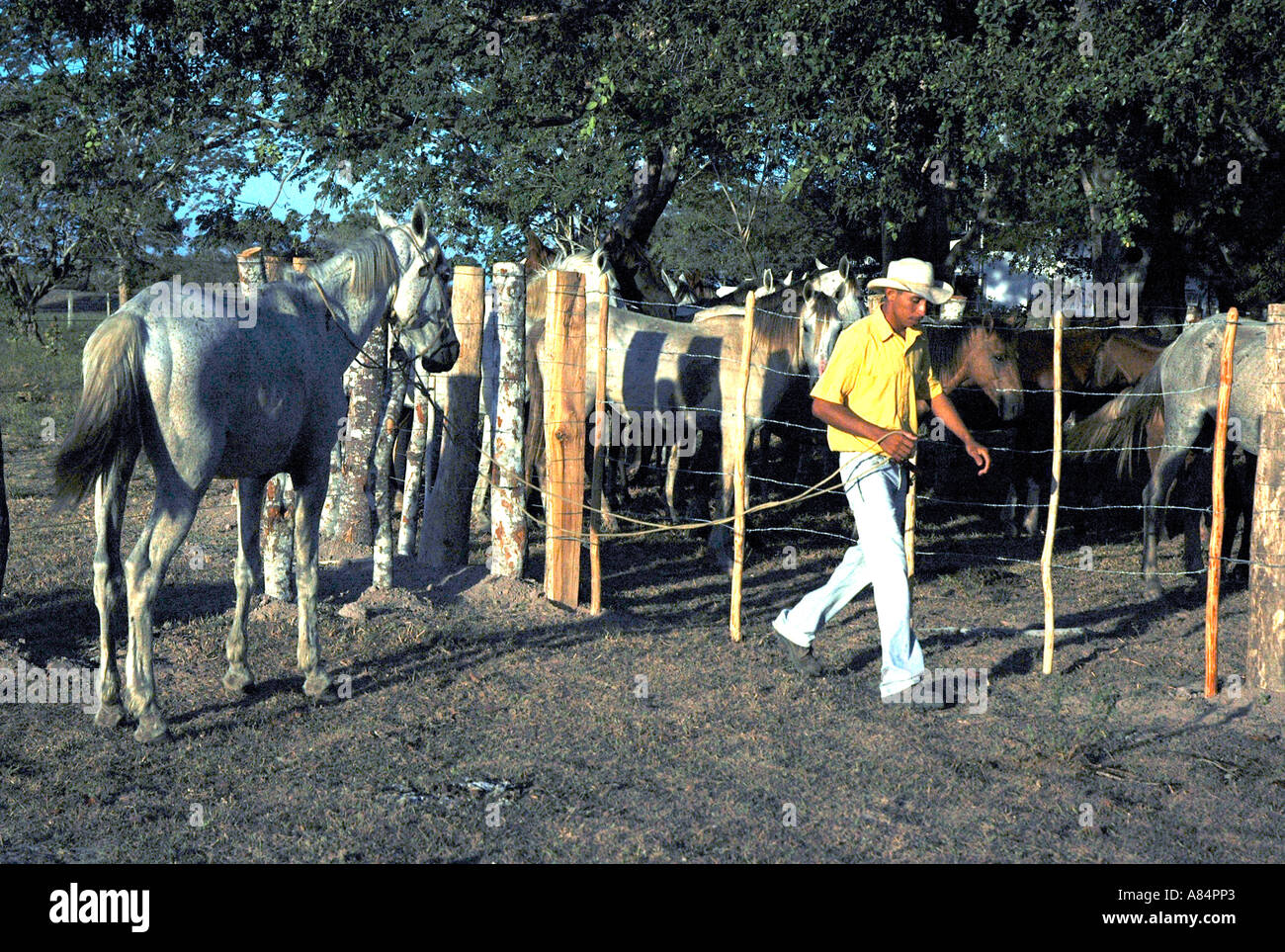 Animals safely corralled, a llanero, Venezuelan cowboy, takes off Stock Photo
