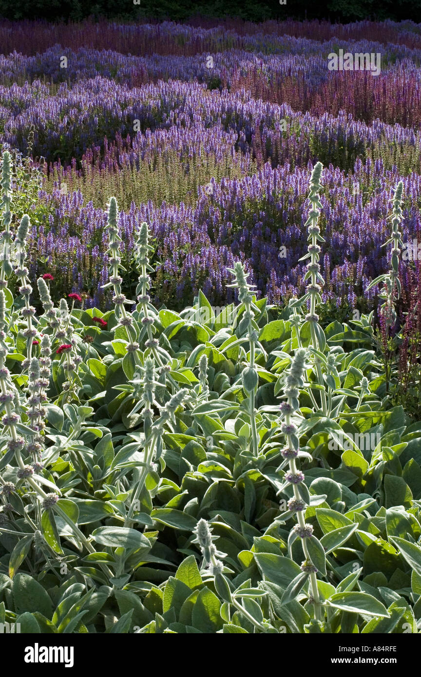Lambs Ears with Sage in the background at early dawn Stock Photo Alamy