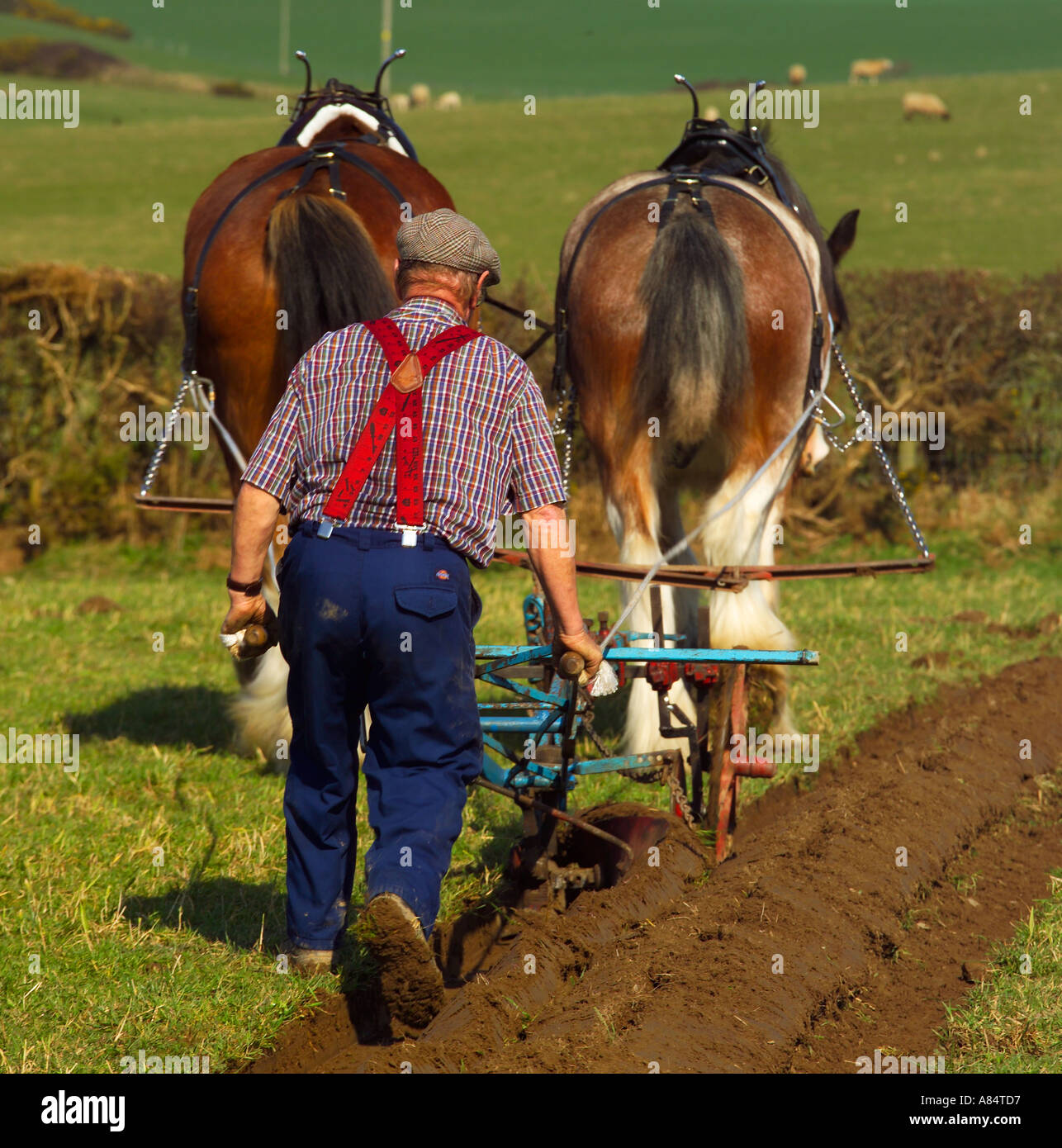 Horse Drawn Ploughing Competition Rhosgoch Anglesey North West Wales ...