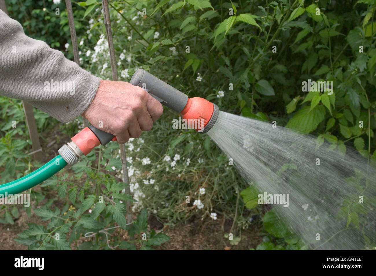Hand Spraying a Garden Hose Stock Photo Alamy
