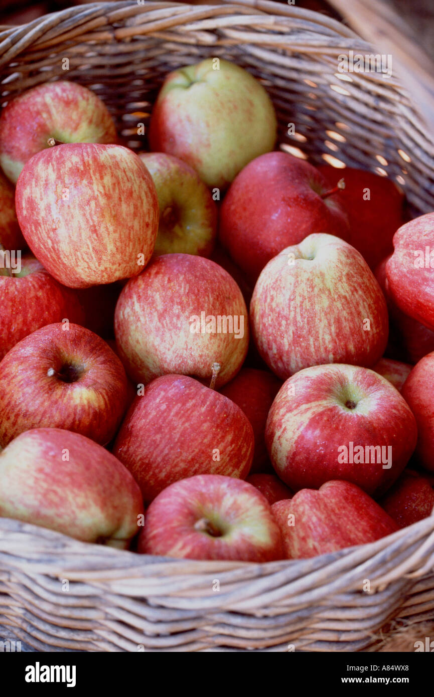 https://c8.alamy.com/comp/A84WX8/freshly-picked-royal-gala-apples-in-basket-victoria-australia-A84WX8.jpg