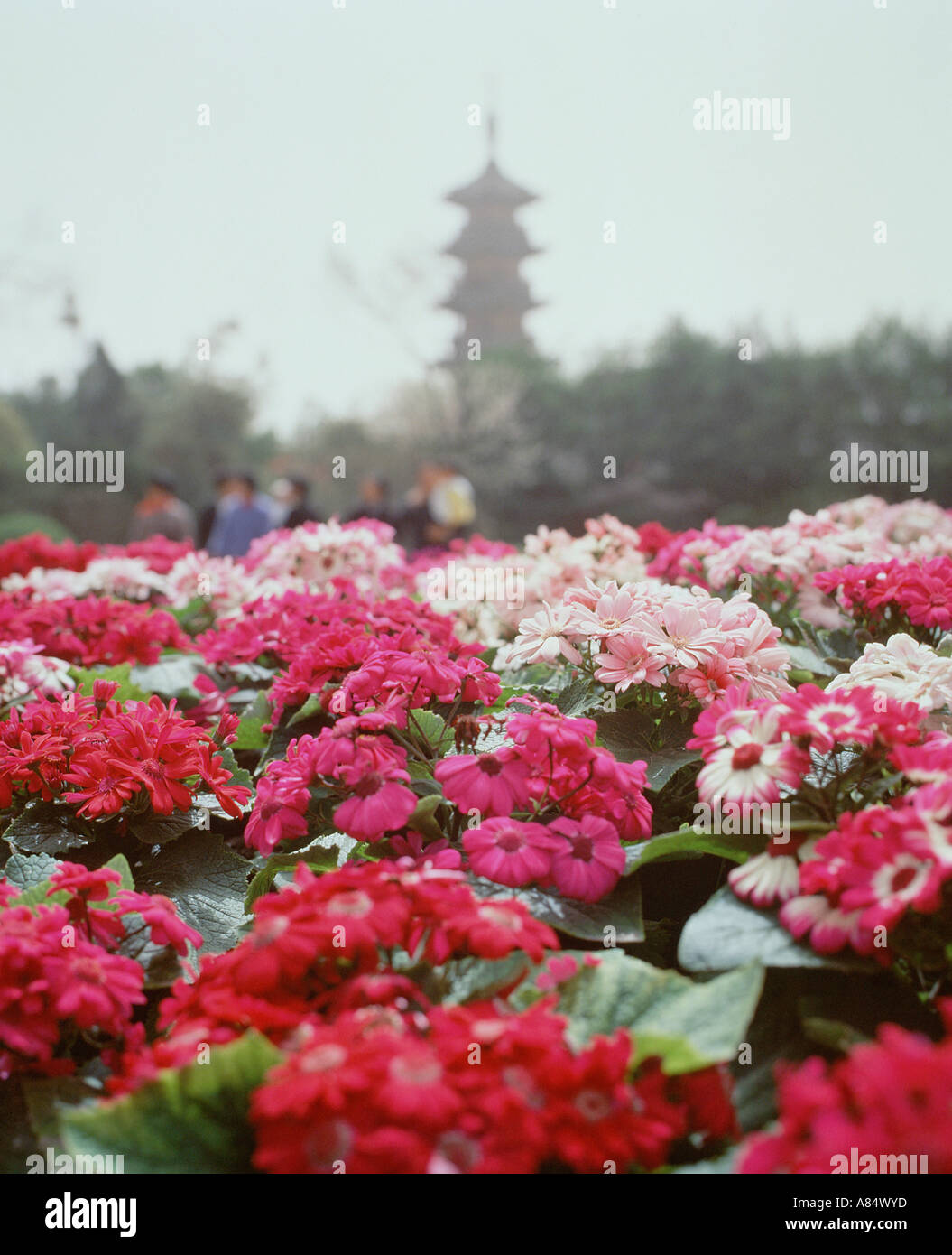 China. Shanghai. Flowers in Longhua Temple garden with pagoda in