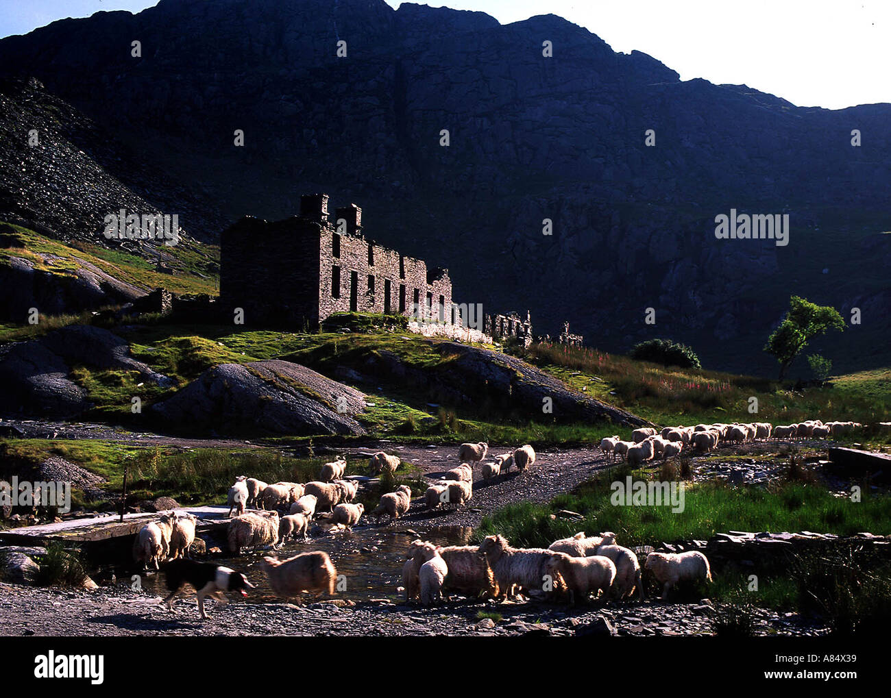 Sheep Drive in the Moelwyn Mountains Snowdonia North West Wales Stock Photo