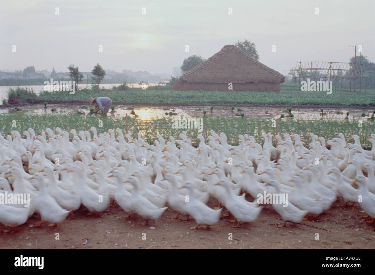 China. Jiangsu farm. Ducks and rice paddy fields. Stock Photo