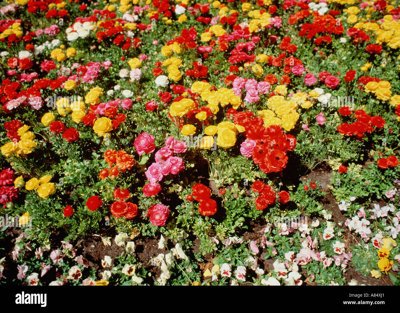 Australia. NSW. Sydney. Botanical Gardens. Overview of colourful flower border. Stock Photo