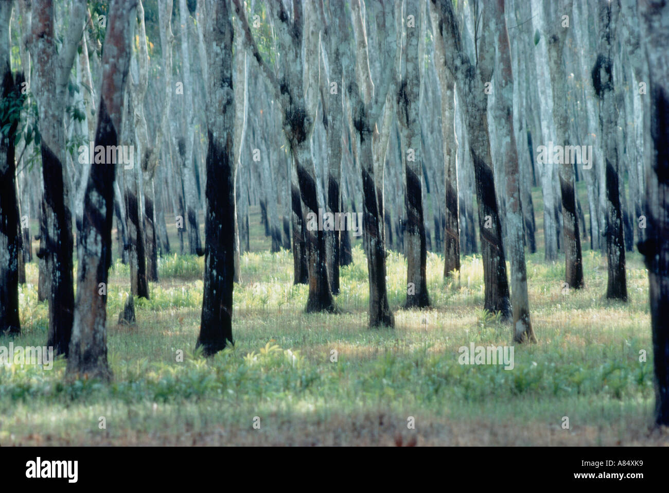Malaysia. Agriculture. Rubber trees plantation Stock Photo Alamy