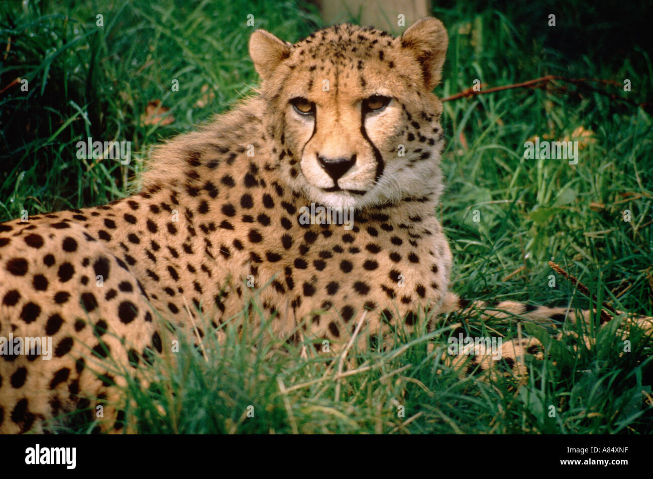 Close up of Cheetah. Adult animal lying in grass. Zoo enclosure