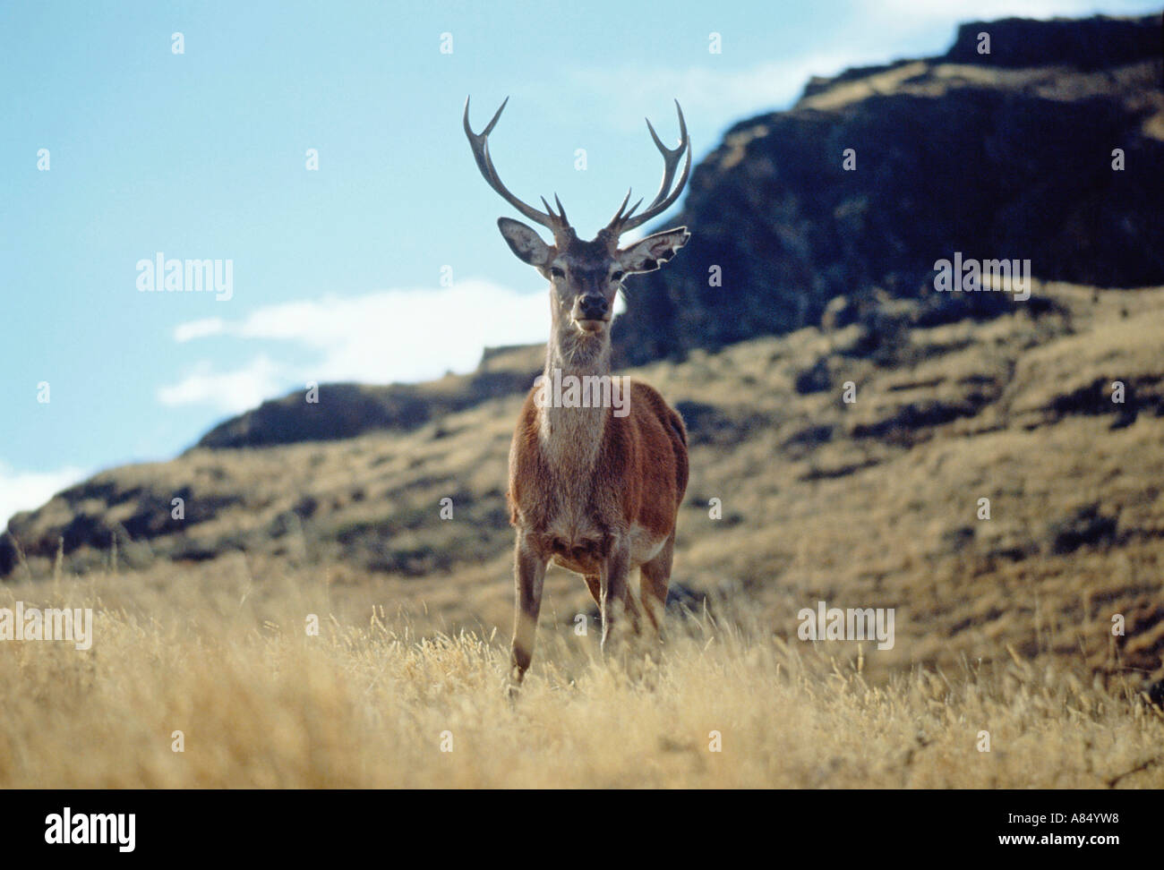New Zealand wildlife. Red Deer Stag Stock Photo 6850775 Alamy