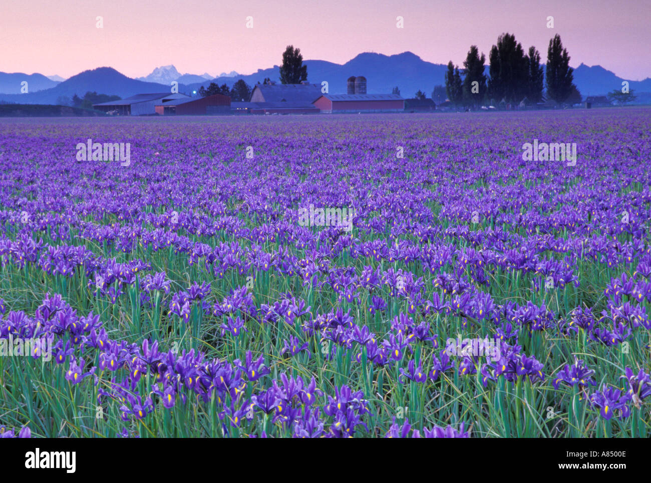 Field Of Blue Iris At Sunrise Mount Vernon Skagit Valley Washington Stock Photo Alamy Field Of Blue Iris At Sunrise Mount Vernon Skagit Valley Washington Stock Photo Alamy
