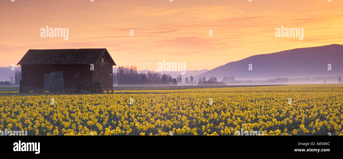 Red Barn And Rows Of Yellow Daffodils In Blossom At Sunrise Mount