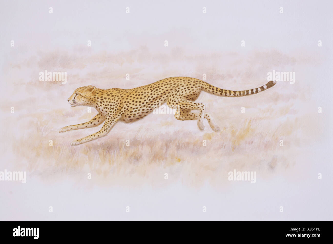 Cheetah Running. Stock Photo