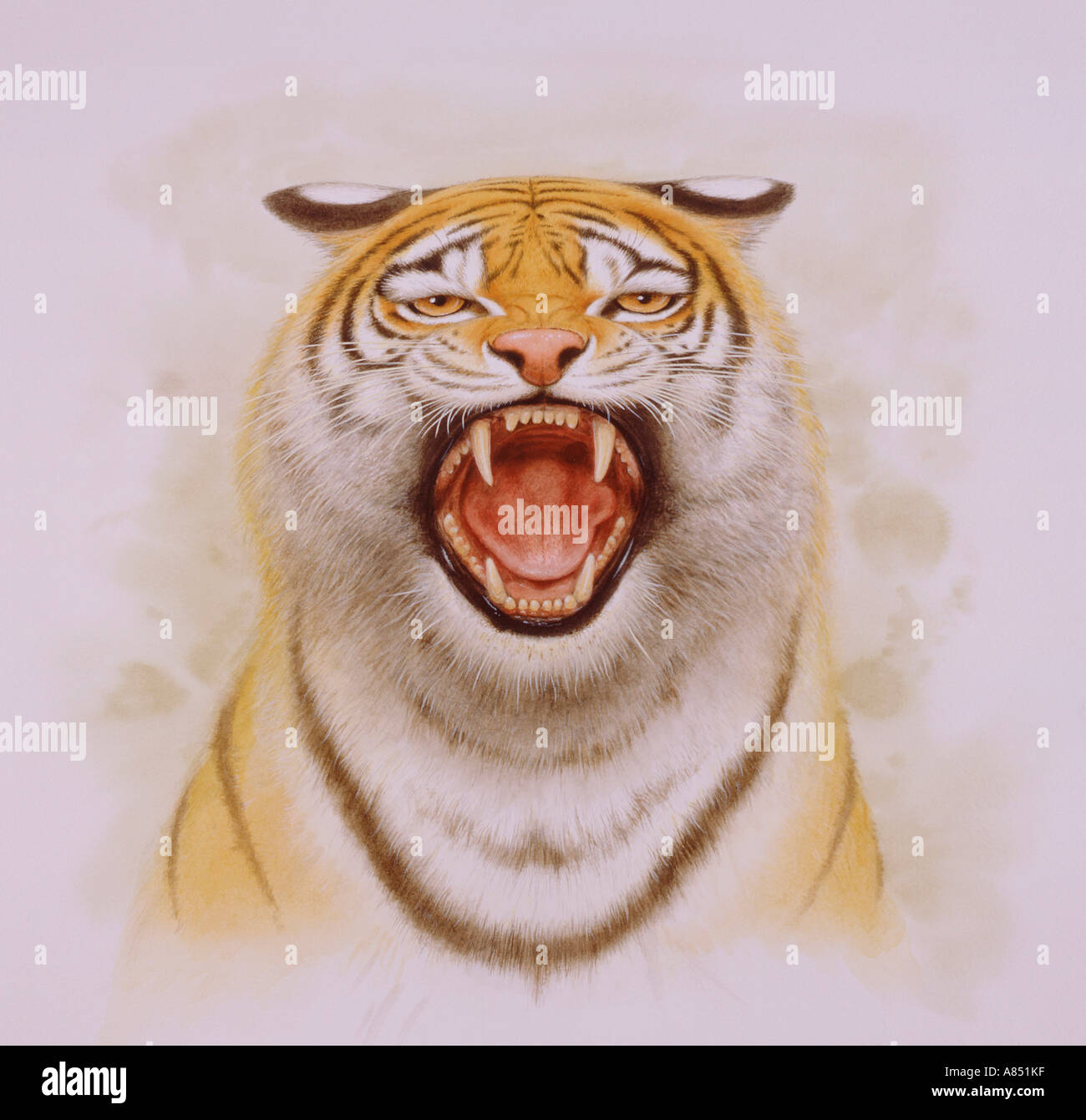 Close Up Portraits of roaring Bengal Tiger. Digital artwork Stock  Illustration