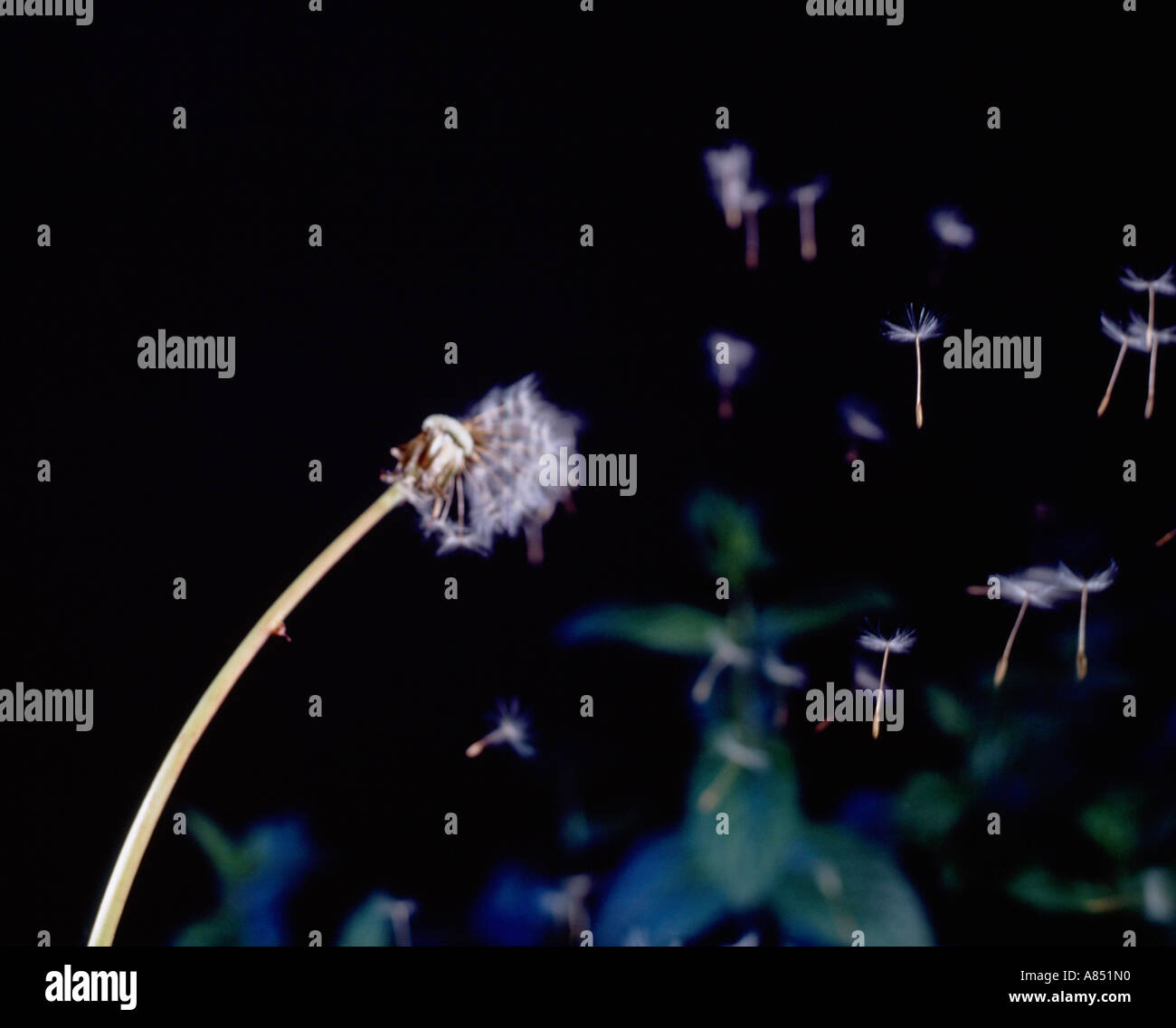 Close up side view of Dandelion clock seeds blowing. Stock Photo