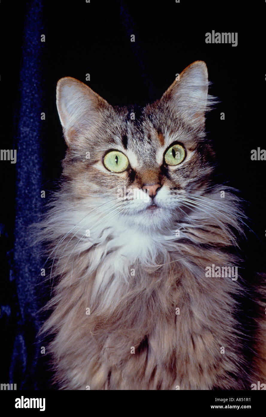 Pet. British Longhair Cat Indoors Stock Photo