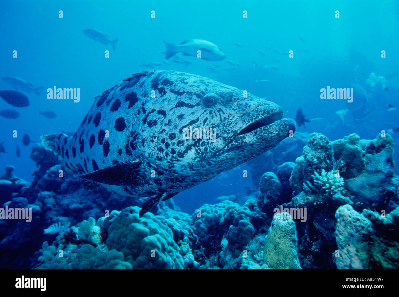 Potato Cod. Great Barrier Reef, Queensland. Australia. Stock Photo