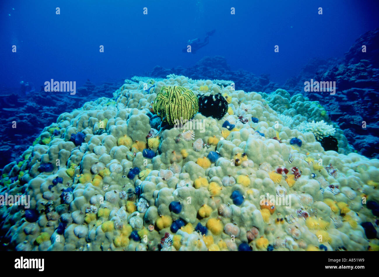 Australia. Queensland. Great Barrier Reef . Underwater view of coral with Christmas Tree Worms. Stock Photo