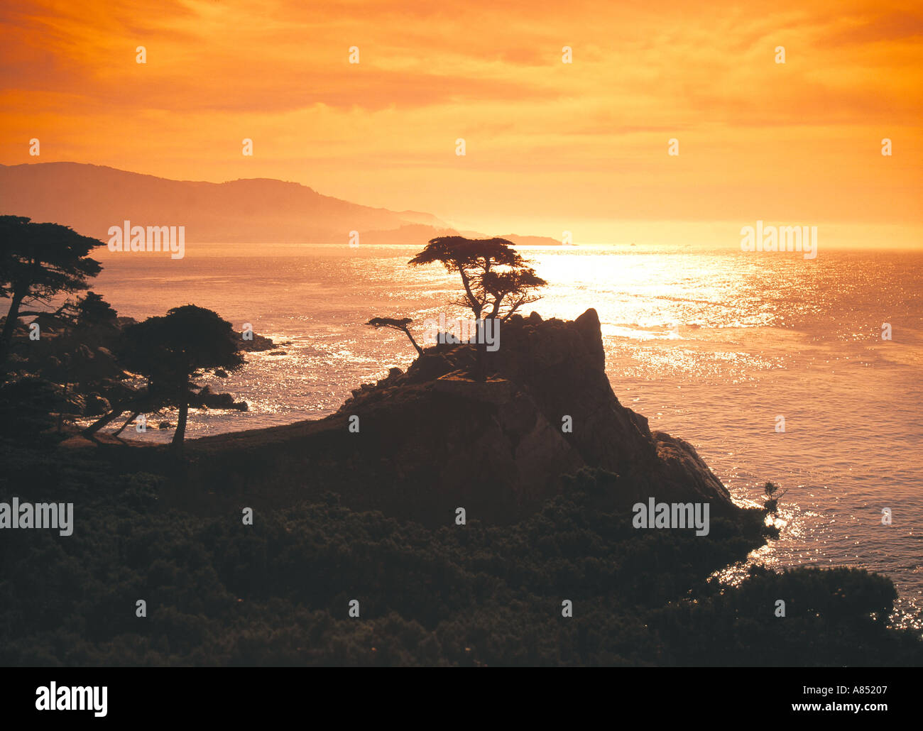 Lone Pine Tree Stock Photo Alamy