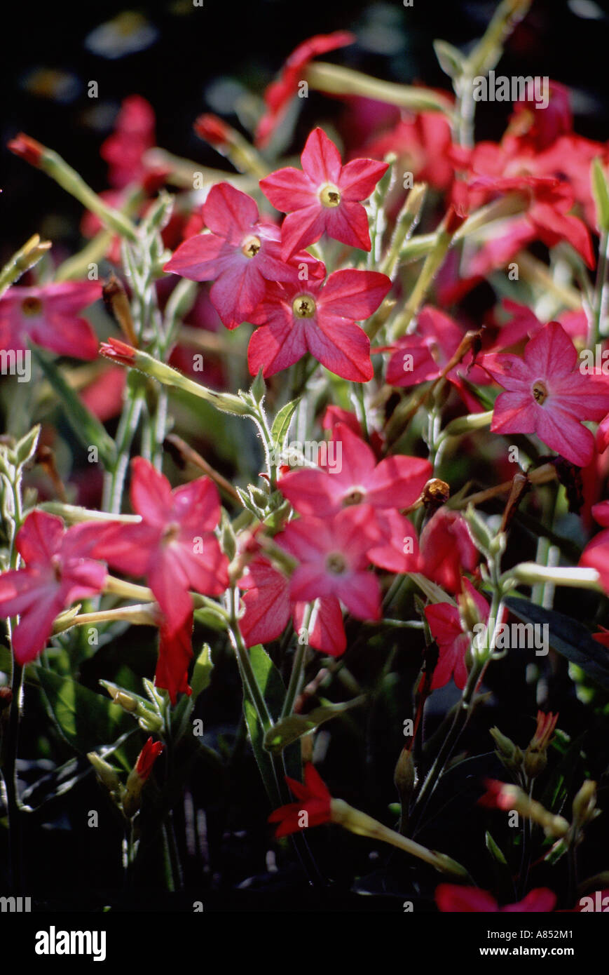 Growing Nicotiana flowers. United Kingdom Stock Photo Alamy