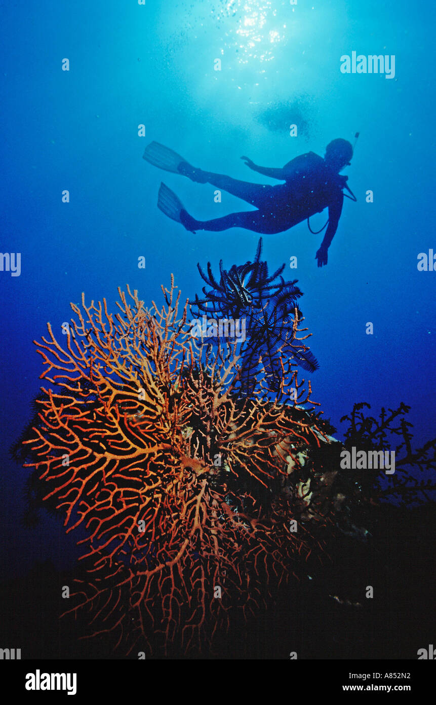 Papua New Guinea. Underwater low angle viewpoint of scuba diver silhouette above Gorgonian fan coral reef. Stock Photo
