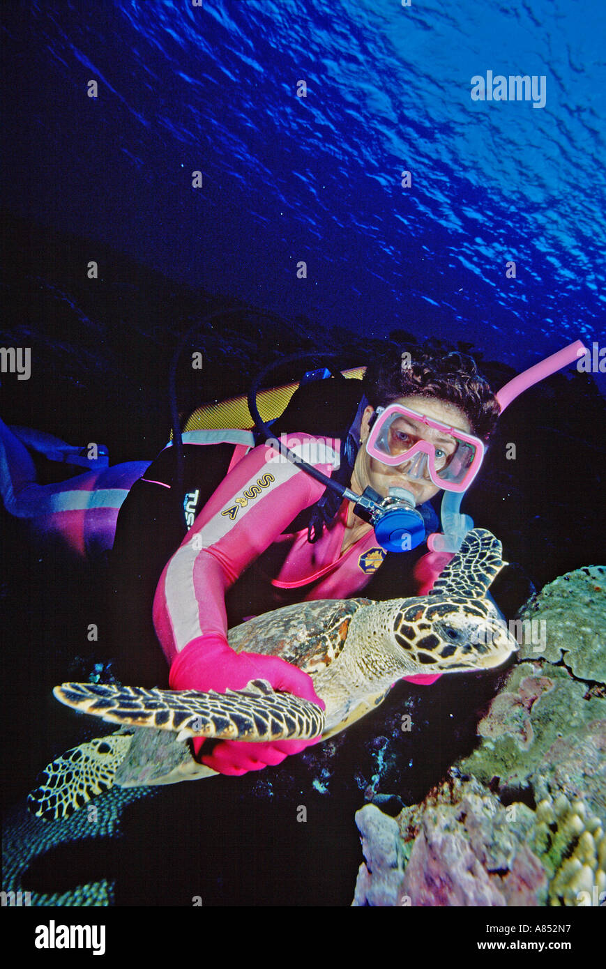 Scuba diving. Female diver with Hawksbill Turtle. Micronesia coral reef. Stock Photo