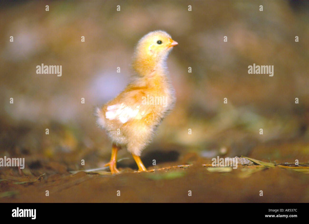 Innocence of youth hi-res stock photography and images - Alamy