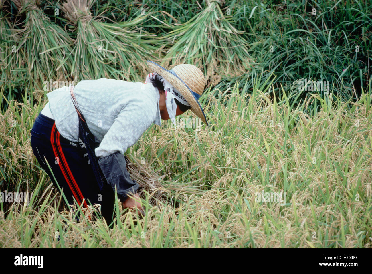 Japanese worker agriculture hi-res stock photography and images - Alamy